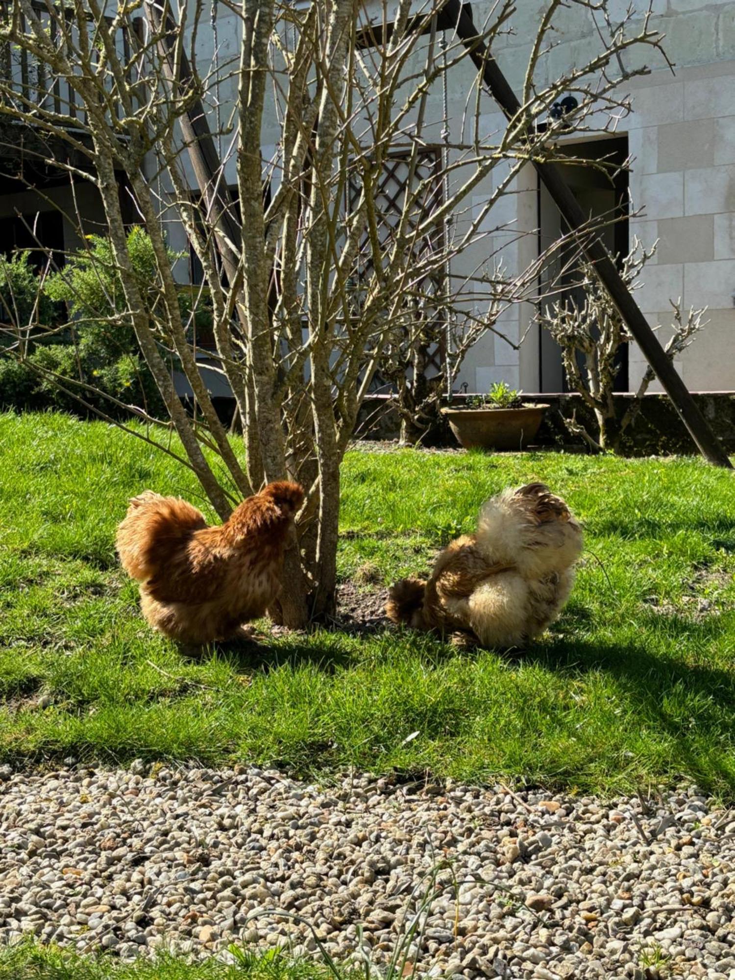 Le Petit Hureau Saumur Luaran gambar